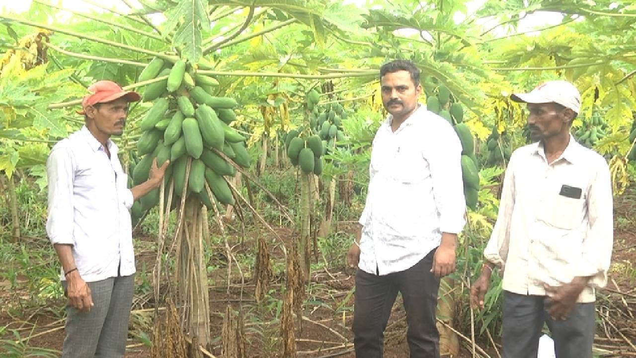 ಒಟ್ಟಿನಲ್ಲಿ ರೈತ ಸಹೋದರರು ಕೃಷಿಯಲ್ಲಿ ಯಶಸ್ಸು ಕಂಡಿದ್ದಾರೆ. ಎಲ್ಲ ರೈತರು ಪ್ರಯೋಗಾತ್ಮಕ ಕೃಷಿ ಬೆಳೆ ಬೆಳೆಯಲು ಅನುಕೂಲ ಮಾಡಿಕೊಳ್ಳಬೇಕು. ತೋಟಗಾರಿಕೆ ಇಲಾಖೆಯ ಸಹಾಯ ಪಡೆದು ಉತ್ತಮ ಆದಾಯ ಗಳಿಸೋ ತೋಟಗಾರಿಕೆ ಬೆಳೆ ಬೆಳೆದು, ಎಲ್ಲ ರೈತರು ಯಶಸ್ಸು ಆಗಬೇಕು ಎಂದು ರೈತರ ಹೇಳುತ್ತಿದ್ದಾರೆ.