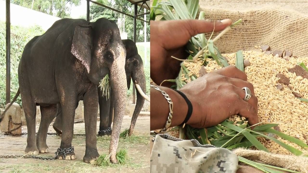 ಕಾಡಿನಲ್ಲಿ ಬಿದಿರು, ಸೊಪ್ಪು ಹಾಗೂ ಆನೆ ಶಿಬಿರಗಳಲ್ಲಿ ರಾಗಿ, ಹುರುಳಿ, ಭತ್ತ, ಭತ್ತದ ಹುಲ್ಲನ್ನು ಕೊಡಲಾಗುತಿತ್ತು. ಇದೀಗ ನಾಡಹಬ್ಬ ದಸರಾಗೆ ಬಂದಿರುವ ಈ ಆನೆಗಳಿಗೆ ವಿಶೇಷ ಆಹಾರ ನೀಡಲಾಗುತ್ತಿದೆ.