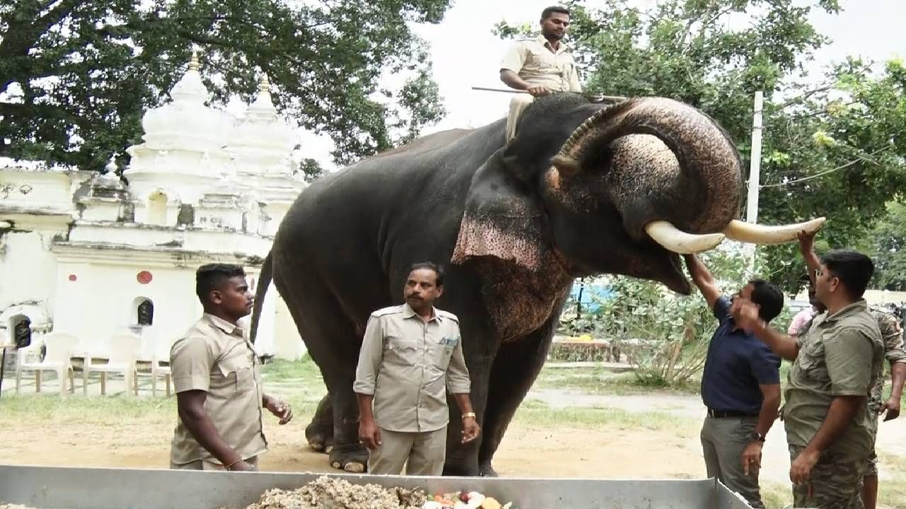 ಇದರ ಜೊತೆ ಸೌತೆಕಾಯಿ, ಬೀಟ್ರೋಟ್, ಕ್ಯಾರೇಟ್, ಕೋಸು, ಮೂಲಂಗಿ ಮೊದಲಾದ ತರಕಾರಿಗಳನ್ನು ಕೊಡಲಾಗುತ್ತದೆ. ಇದೆಲ್ಲವನ್ನೂ ಭತ್ತದ ಹುಲ್ಲಿನಲ್ಲಿ ಕಟ್ಟಿ ಆನೆಗಳ ತೂಕಕ್ಕೆ ತಕ್ಕಂತೆ ನೀಡಬೇಕಾಗಿದ್ದಕ್ಕಿಂತ ಕೊಂಚ ಹೆಚ್ಚೇ ತಿನ್ನಿಸಲಾಗುತ್ತಿದೆ. ಇದು ಆನೆಗಳ ಆರೋಗ್ಯ ಹಾಗೂ ತೂಕ ಹೆಚ್ಚಿಸಲು ಸಹಕಾರಿಯಾಗಲಿದೆ.