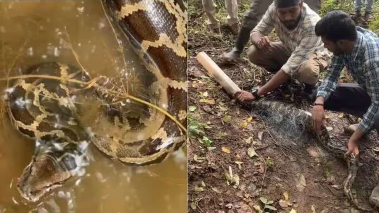 Viral Video: ಮೀನಿಗಾಗಿ ನದಿಗೆ ಎಸೆದ ಬಲೆಯಲ್ಲಿ ದೈತ್ಯ ಹೆಬ್ಬಾವು ಸೆರೆ; ವಿಡಿಯೋ ವೈರಲ್​​