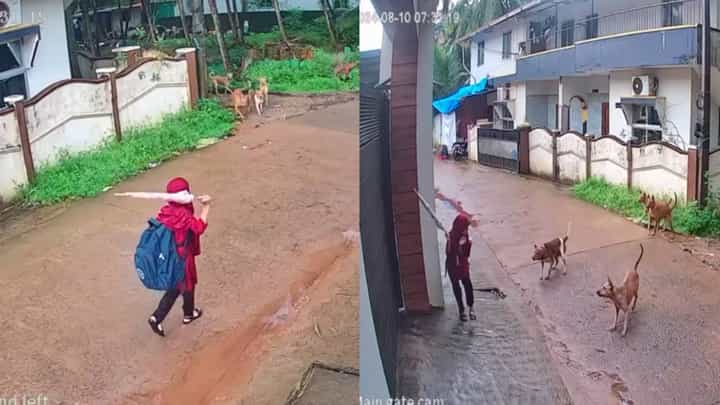ವಿದ್ಯಾರ್ಥಿನಿ ಮೇಲೆ ಅಟ್ಯಾಕ್ ಮಾಡಿದ ಬೀದಿ ನಾಯಿಗಳ ಹಿಂಡು; ಬಾಲಕಿ ಜಸ್ಟ್ ಮಿಸ್, ದೃಶ್ಯ ಸಿಸಿ ಟಿವಿಯಲ್ಲಿ ಸೆರೆ ವಿದ್ಯಾರ್ಥಿನಿ ಮೇಲೆ ಅಟ್ಯಾಕ್ ಮಾಡಿದ ಬೀದಿ ನಾಯಿಗಳ ಹಿಂಡು; ಬಾಲಕಿ ಜಸ್ಟ್ ಮಿಸ್, ದೃಶ್ಯ ಸಿಸಿ ಟಿವಿಯಲ್ಲಿ ಸೆರೆ