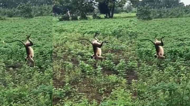 ಕಲಬುರಗಿಯಲ್ಲಿ ತಲೆ ಕೆಳಗೆ ಮಾಡಿ ಮಂಗನ ಅಚ್ಚರಿ ಓಡಾಟ; ವಿಡಿಯೋ ವೈರಲ್ ಕಲಬುರಗಿಯಲ್ಲಿ ತಲೆ ಕೆಳಗೆ ಮಾಡಿ ಮಂಗನ ಅಚ್ಚರಿ ಓಡಾಟ; ವಿಡಿಯೋ ವೈರಲ್