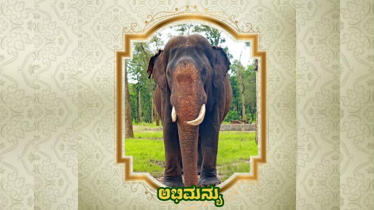 Mysore Dasara 2024: Know the information about Mysore Dsarara Elephants