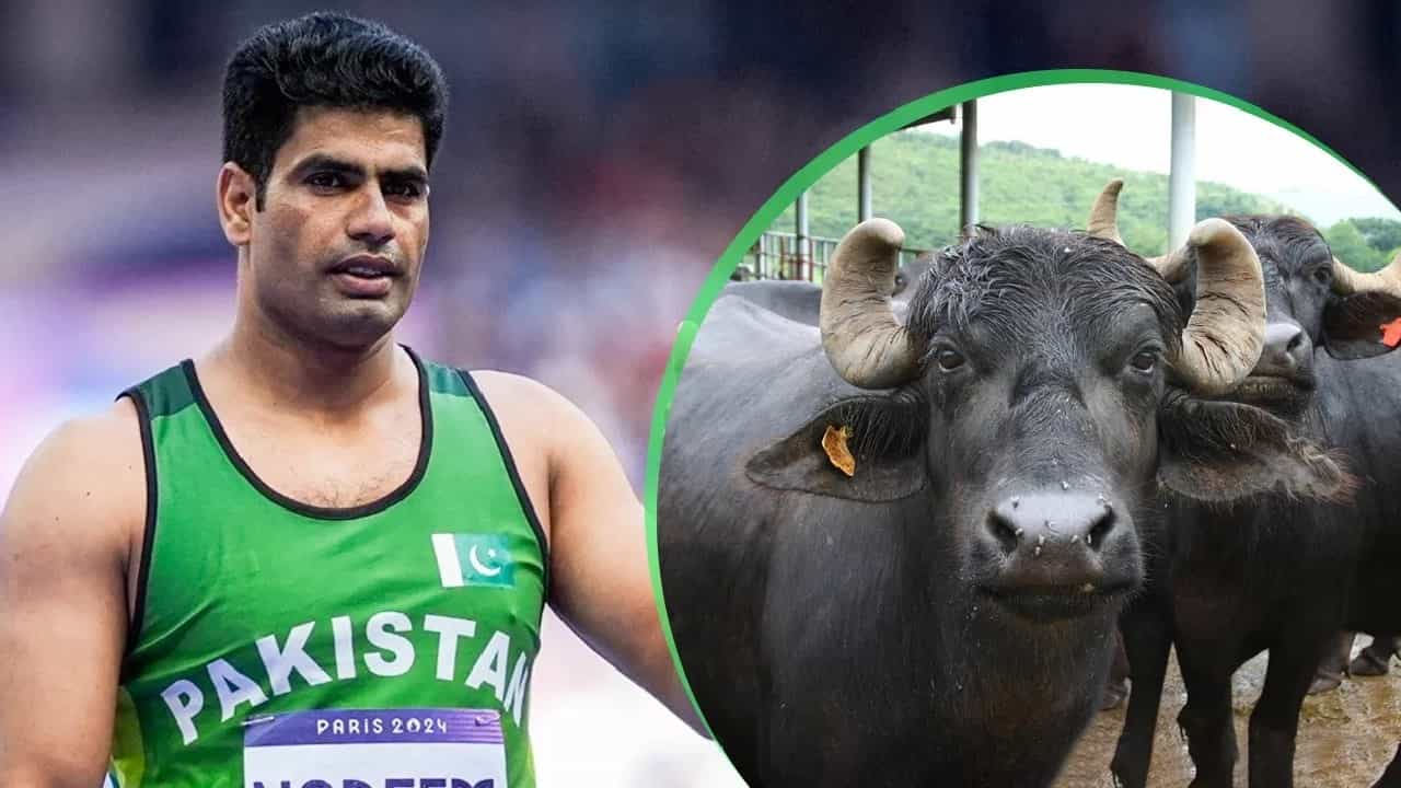 ಹೆಮ್ಮೆ ತಂದ ಅರ್ಷದ್ ನದೀಮ್ಗೆ ಎಮ್ಮೆ ಗಿಫ್ಟ್ ಹೆಮ್ಮೆ ತಂದ ಅರ್ಷದ್ ನದೀಮ್ಗೆ ಎಮ್ಮೆ ಗಿಫ್ಟ್