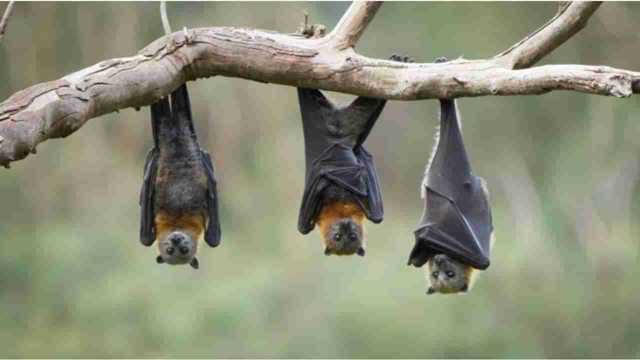 Nipah Virus: ಕೇರಳದಲ್ಲಿ ಮತ್ತೆ ನಿಫಾ ವೈರಸ್ ಭೀತಿ, ಬಾವಲಿಗಳಲ್ಲಿ ವೈರಸ್ ಪತ್ತೆ