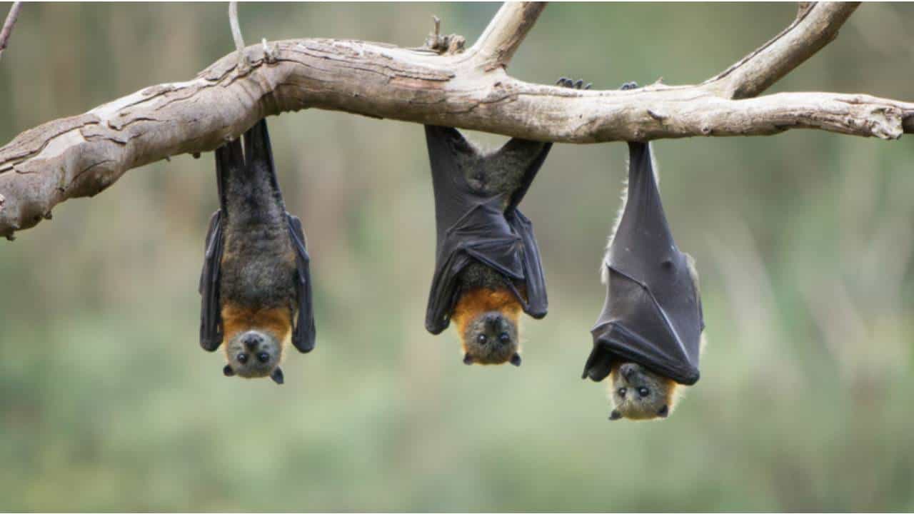 Nipah Virus: ಕೇರಳದಲ್ಲಿ ಮತ್ತೆ ನಿಫಾ ವೈರಸ್ ಭೀತಿ, ಬಾವಲಿಗಳಲ್ಲಿ ವೈರಸ್ ಪತ್ತೆ Nipah Virus: ಕೇರಳದಲ್ಲಿ ಮತ್ತೆ ನಿಫಾ ವೈರಸ್ ಭೀತಿ, ಬಾವಲಿಗಳಲ್ಲಿ ವೈರಸ್ ಪತ್ತೆ