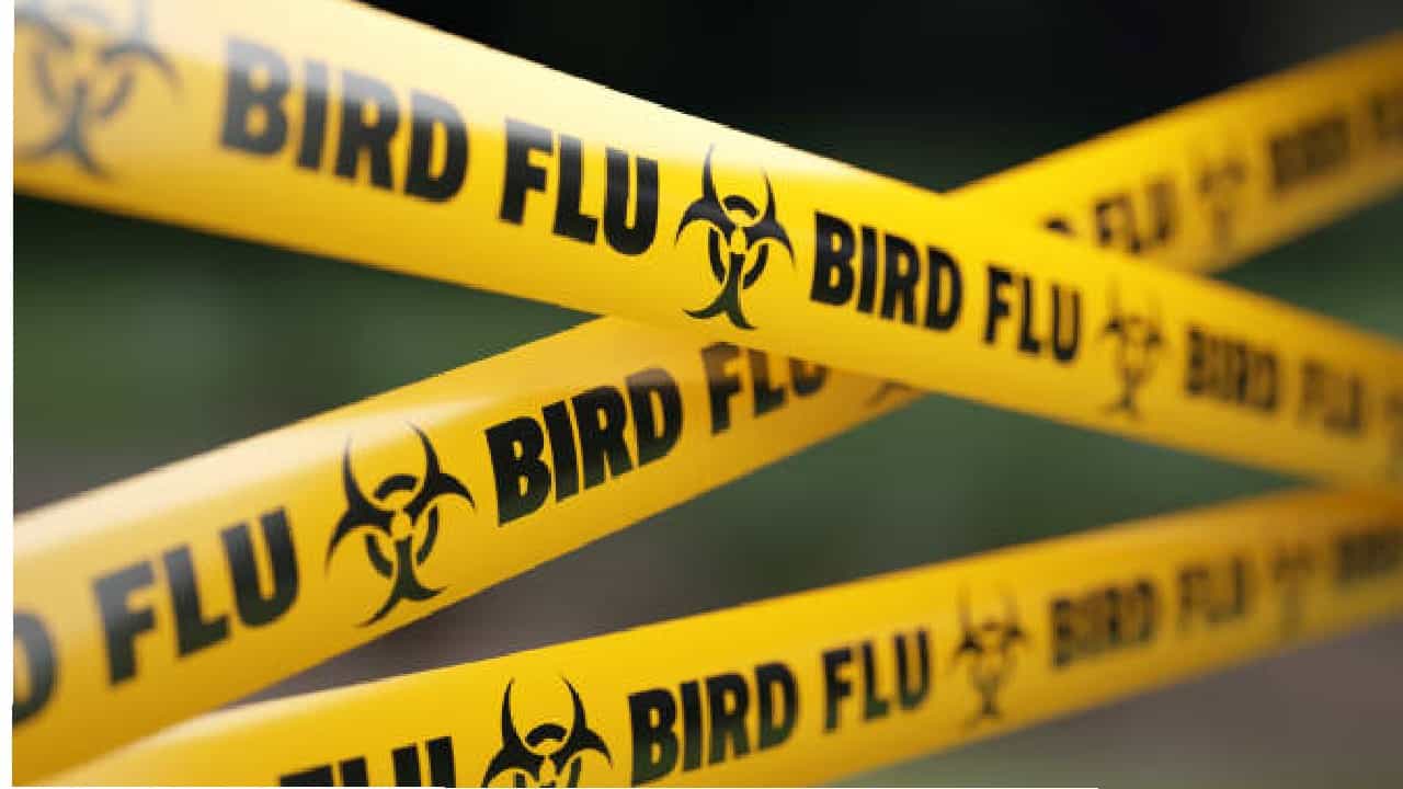 Bird Flu Symptoms: ಹಕ್ಕಿ ಜ್ವರದಿಂದ ಒಡಿಶಾದಲ್ಲಿ 5 ಸಾವಿರಕ್ಕೂ ಹೆಚ್ಚು ಕೋಳಿಗಳ ಹತ್ಯೆ Bird Flu Symptoms: ಹಕ್ಕಿ ಜ್ವರದಿಂದ ಒಡಿಶಾದಲ್ಲಿ 5 ಸಾವಿರಕ್ಕೂ ಹೆಚ್ಚು ಕೋಳಿಗಳ ಹತ್ಯೆ