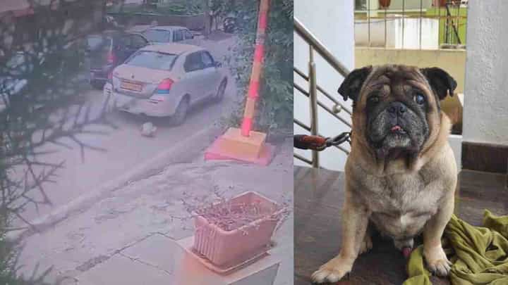 ಬೆಂಗಳೂರು: ಸಾಕು ನಾಯಿ ಮರಿ ಮೇಲೆ ಕ್ಯಾಬ್ ಚಲಾಯಿಸಿ ವಿಕೃತಿ, ಭೀಕರ ದೃಶ್ಯ ಸಿಸಿಟಿವಿಯಲ್ಲಿ ಸೆರೆ ಬೆಂಗಳೂರು: ಸಾಕು ನಾಯಿ ಮರಿ ಮೇಲೆ ಕ್ಯಾಬ್ ಚಲಾಯಿಸಿ ವಿಕೃತಿ, ಭೀಕರ ದೃಶ್ಯ ಸಿಸಿಟಿವಿಯಲ್ಲಿ ಸೆರೆ