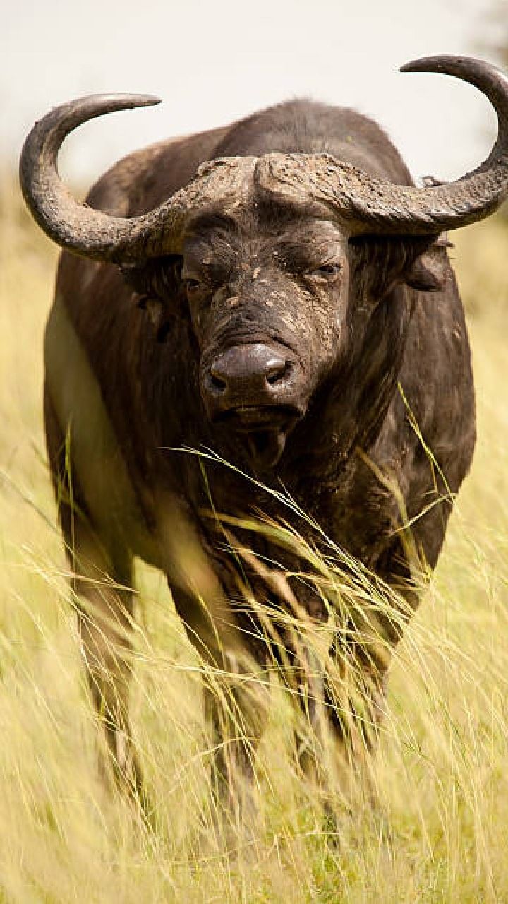 cape buffalo