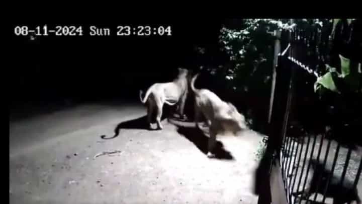 Video: ಸಿಂಹದ ಬಾಯಿಯಿಂದ ಜಸ್ಟ್ ಮಿಸ್, ಹೇಗಿತ್ತು ನೋಡಿ ಸಿಂಹ ಶ್ವಾನದ ಕಾದಾಟ Video: ಸಿಂಹದ ಬಾಯಿಯಿಂದ ಜಸ್ಟ್ ಮಿಸ್, ಹೇಗಿತ್ತು ನೋಡಿ ಸಿಂಹ ಶ್ವಾನದ ಕಾದಾಟ