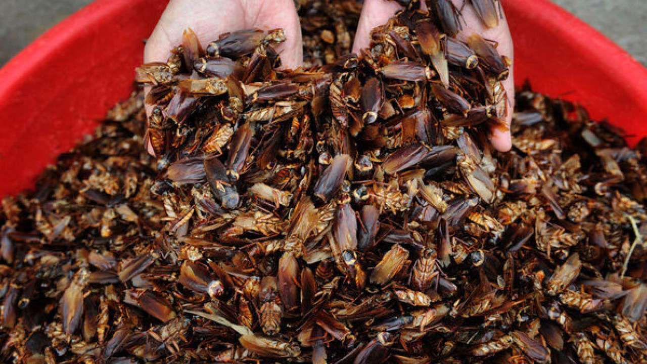 Cockroach Farming: ಈ ದೇಶದಲ್ಲಿ ಜಿರಳೆಗಳ ಬೆಲೆಯಲ್ಲಿ ಭಾರೀ ಏರಿಕೆ; 1 ಕೆಜಿ ಬೆಲೆ ಕೇಳಿದ್ರೆ  ಶಾಕ್​​ ಆಗೋದು ಖಂಡಿತಾ