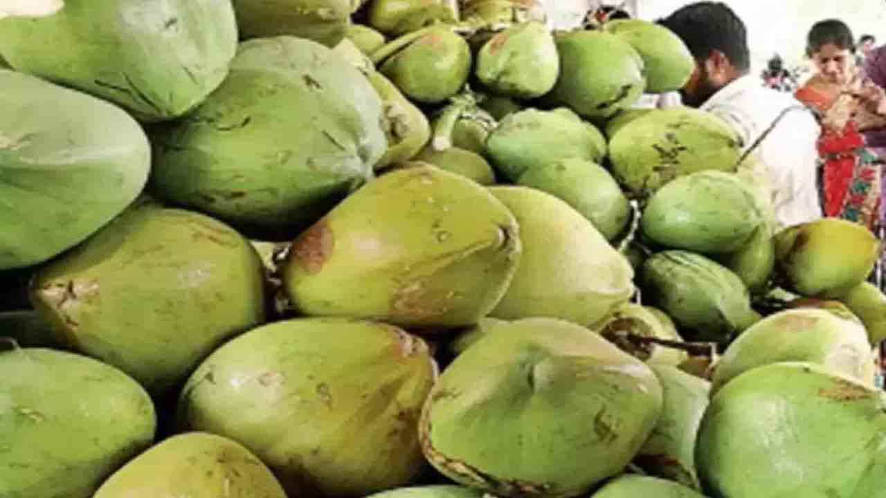 ಸೋನೆ ಮಳೆಯಲ್ಲೂ ಕಡಿಮೆಯಾಗದ ಬೆಲೆ; ರಾಜಧಾನಿ ಬೆಂಗಳೂರಿನಲ್ಲಿ ಎಳನೀರಿನ ಬೆಲೆ ಏರಿಕೆ ಸೋನೆ ಮಳೆಯಲ್ಲೂ ಕಡಿಮೆಯಾಗದ ಬೆಲೆ; ರಾಜಧಾನಿ ಬೆಂಗಳೂರಿನಲ್ಲಿ ಎಳನೀರಿನ ಬೆಲೆ ಏರಿಕೆ