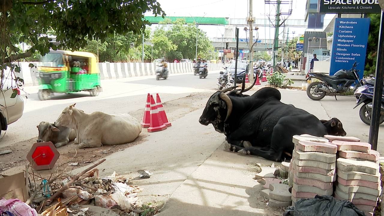 ರಾಜಧಾನಿ ಬೆಂಗಳೂರಿನಲ್ಲಿ ಟ್ರಾಫಿಕ್ ಸಮಸ್ಯೆ ಒಂದಡೆಯಾದರೆ, ಈ ಟ್ರಾಫಿಕ್ ಸಮಸ್ಯೆ ಜೊತೆಗೆ ಅಪಘಾತ ಹೆಚ್ಚಾಗಲು ಕಾರಣವಾಗುತ್ತಿರುವ ಬೀದಿ ದನಗಳ ಕುರಿತಂತೆ ಟಿವಿ9 ನಿರಂತರ ವರದಿ ಮಾಡಿ ಪಾಲಿಕೆ ಅಧಿಕಾರಿಗಳ ಎಚ್ಚರಿಸುವ ಕೆಲಸ ಮಾಡುತ್ತಿದೆ. ಆದರು ಕೂಡ ಅಧಿಕಾರಿಗಳು ಎಚ್ಚತ್ತುಕೊಂಡಂತೆ ಕಾಣುತ್ತಿಲ್ಲ.