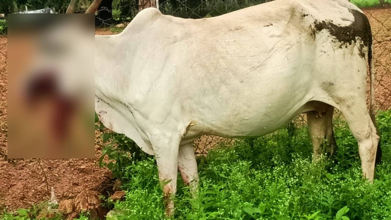 ಚಾಮರಾಜನಗರ: ಸಿಡಿಮದ್ದು ಸ್ಫೋಟಗೊಂಡು ಹಸುಗಳಿಗೆ ಗಂಭೀರ ಗಾಯ