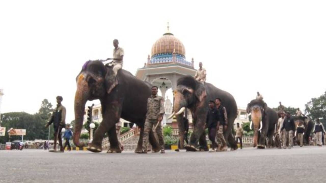 ವಿಶ್ವ ವಿಖ್ಯಾತ ಮೈಸೂರು ದಸರಾ ಮಹೋತ್ಸವದ ಸಿದ್ದತೆ ಭರ್ಜರಿಯಾಗಿ ನಡೆದಿದೆ. ದಸರಾ ಜಂಬೂ ಸವಾರಿಯಲ್ಲಿ ಪಾಲ್ಗೊಳ್ಳುವ ದಸರಾ ಗಜಪಡೆಗೆ ತಯಾರಿ ಜೋರಾಗಿ ನಡೆದಿದೆ. ದಸರಾ ಗಜಪಡೆಗಳು ಮೈಸೂರು ರಾಜಬೀದಿಗೆ ಎಂಟ್ರಿ ಕೊಟ್ಟು ತಾಲೀಮು ಆರಂಭಿಸಿವೆ.
