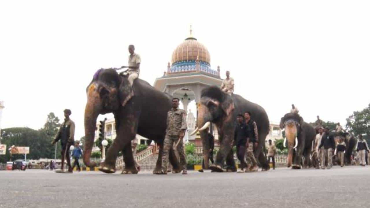 ವಿಶ್ವ ವಿಖ್ಯಾತ ಮೈಸೂರು ದಸರಾ ಮಹೋತ್ಸವದ ಸಿದ್ದತೆ ಭರ್ಜರಿಯಾಗಿ ನಡೆದಿದೆ. ದಸರಾ ಜಂಬೂ ಸವಾರಿಯಲ್ಲಿ ಪಾಲ್ಗೊಳ್ಳುವ ದಸರಾ ಗಜಪಡೆಗೆ ತಯಾರಿ ಜೋರಾಗಿ ನಡೆದಿದೆ. ದಸರಾ ಗಜಪಡೆಗಳು ಮೈಸೂರು ರಾಜಬೀದಿಗೆ ಎಂಟ್ರಿ ಕೊಟ್ಟು ತಾಲೀಮು ಆರಂಭಿಸಿವೆ.