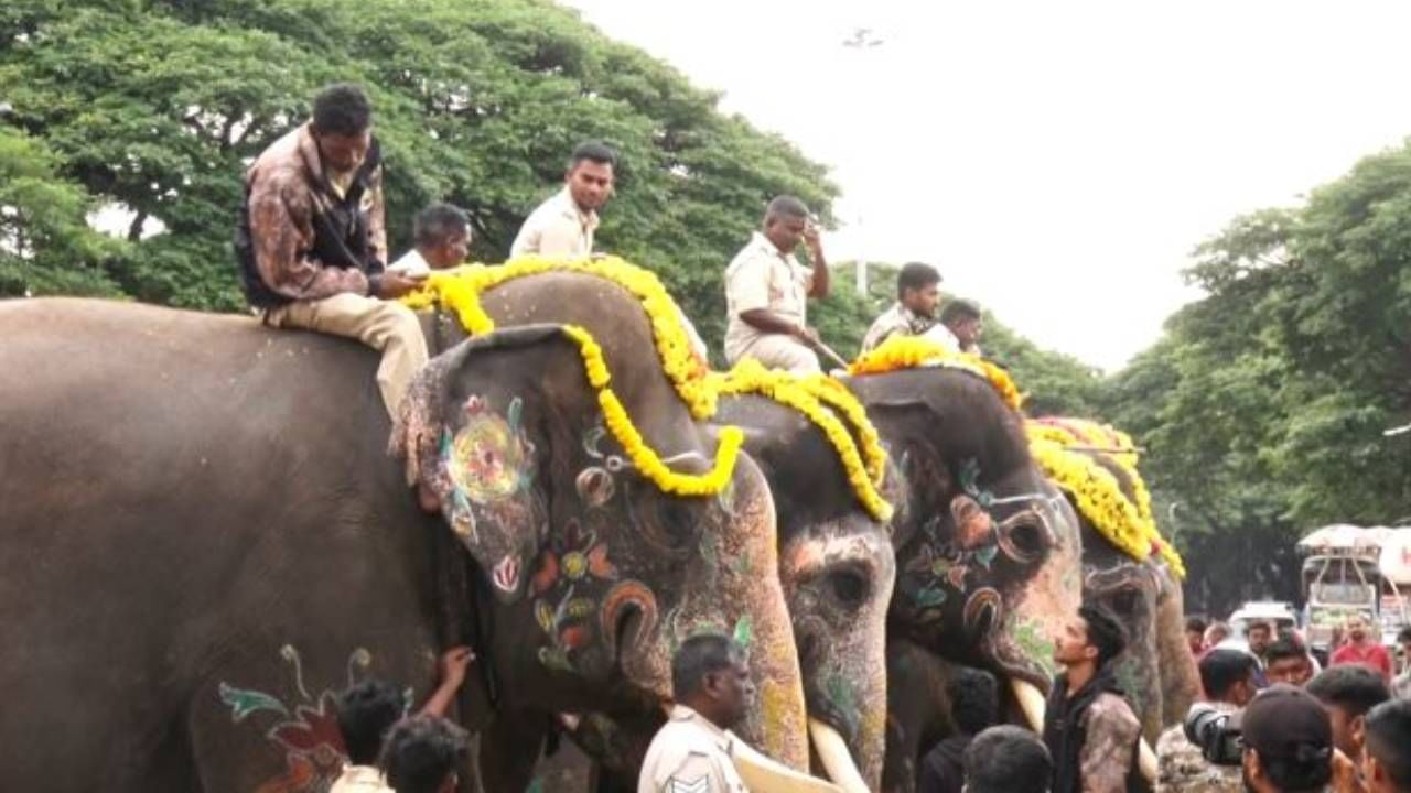 ವಿಶ್ವ ವಿಖ್ಯಾತ ಮೈಸೂರು ದಸರಾ ಹಬ್ಬ ಮನೆ ಬಾಗಿಲಿಗೆ ಬಂದು ನಿಂತಿದೆ. ದಸರಾ ಹಬ್ಬ ಈ ವರ್ಷ ವಿಜೃಂಭಣೆ ಪಡೆದುಕೊಂಡಿದೆ. ನಾಡ ಹಬ್ಬಕ್ಕೆ ಸಕಲ ತಯಾರಿ ಮಾಡಿಕೊಳ್ಳಲಾಗುತ್ತಿದೆ. ಇದರ ಭಾಗವಾಗಿ ಕಾಡಿನಿಂದ ನಾಡಿಗೆ ಬಂದಿರುವ ಗಜಪಡೆಗಳು ಅರಮನೆಯಿಂದ ಮೈಸೂರು ರಸ್ತೆಗಳಿಗೆ ಎಂಟ್ರಿ ಕೊಟ್ಟಿವೆ.