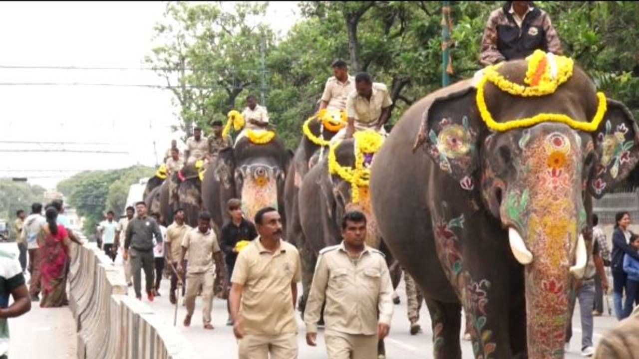 ಭೀಮ, ಲಕ್ಷ್ಮಿ, ವರಲಕ್ಷ್ಮಿ, ಧನಂಜಯ, ರೋಹಿತ್, ಗೋಪಿ ಹಾಗೂ ಏಕಲವ್ಯ ಆನೆಗಳು ಖುಷಿಯಿಂದ ತಾಲೀಮಿನಲ್ಲಿ ಭಾಗಿಯಾಗಿದ್ದವು. ಕಂಜನ್ ಆನೆ ಅನಾರೋಗ್ಯದ ಹಿನ್ನೆಲೆ ತಾಲೀಮಿನಲ್ಲಿ‌ ಭಾಗಿಯಾಗಿರಲಿಲ್ಲ. ಉಳಿದಂತೆ ಪೊಲೀಸ್ ಬೆಂಗಾವಲಿನಲ್ಲಿ ಗಜಪಡೆಗಳ ಗಜ ಗಾಂಭೀರ್ಯ ನಡಿಗೆ ಎಲ್ಲರ ಗಮನಸೆಳೆಯಿತು.
