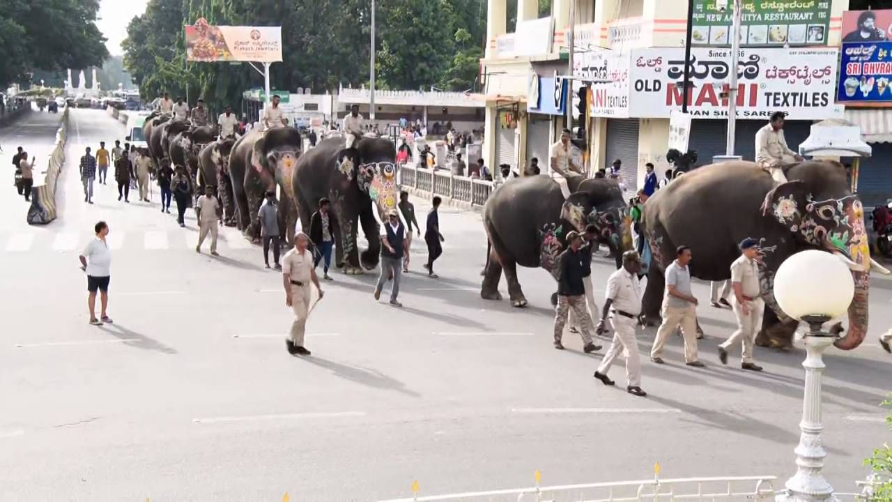 Mysore Dasara 2024: Mysore Dasara abhimanyu and other elephants weight check