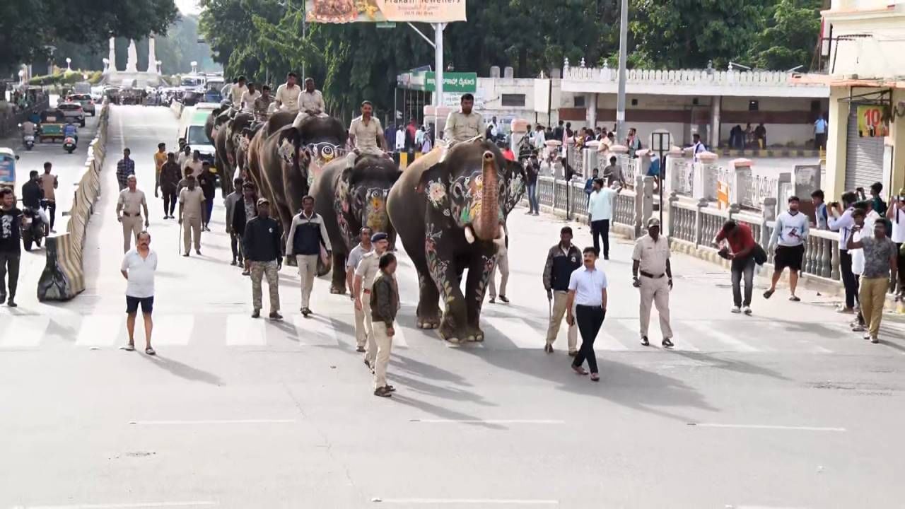 Mysore Dasara 2024: Mysore Dasara abhimanyu and other elephants weight check