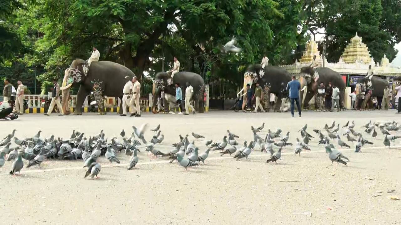 Mysore Dasara 2024: Mysore Dasara abhimanyu and other elephants weight check