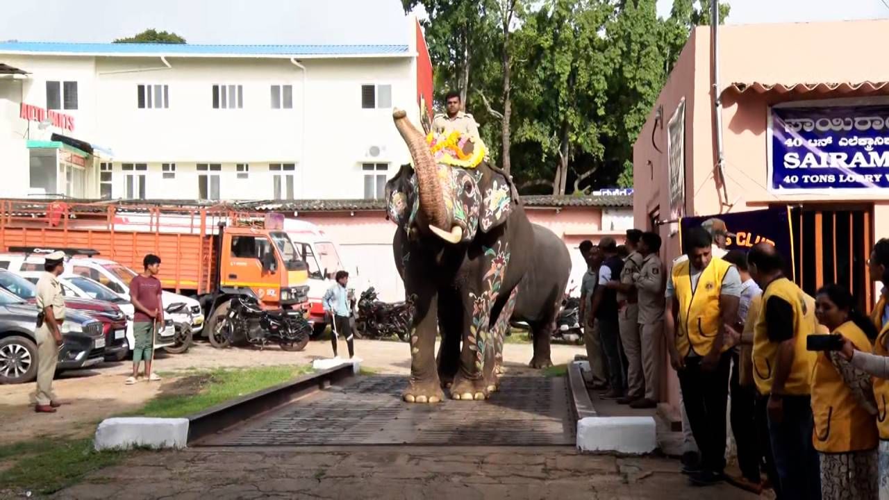 Mysore Dasara 2024: Mysore Dasara abhimanyu and other elephants weight check