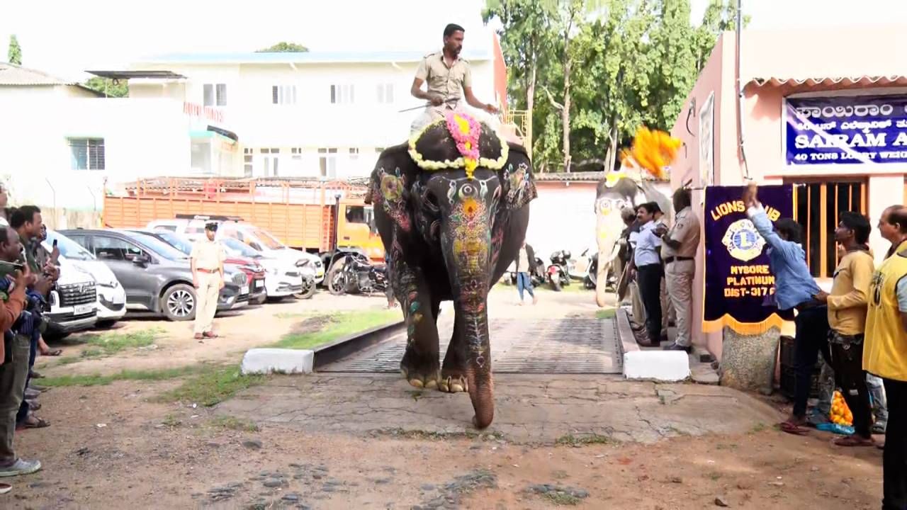 Mysore Dasara 2024: Mysore Dasara abhimanyu and other elephants weight check