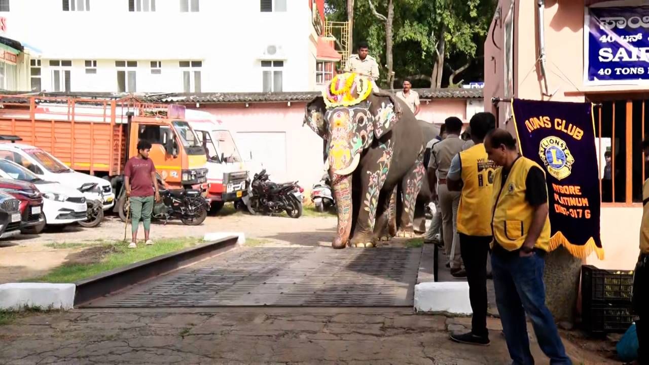 Mysore Dasara 2024: Mysore Dasara abhimanyu and other elephants weight check