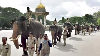 ಸೇತುವೆ ನಿರ್ಮಾಣದ ವೇಳೆ 7 ಜನ ಬಲಿ, ಸೇತುವೆ ಕುಸಿದಾಗ ಸಾವಿಲ್ಲ: ದೈವ ಪವಾಡವೆಂದ ಜನರು