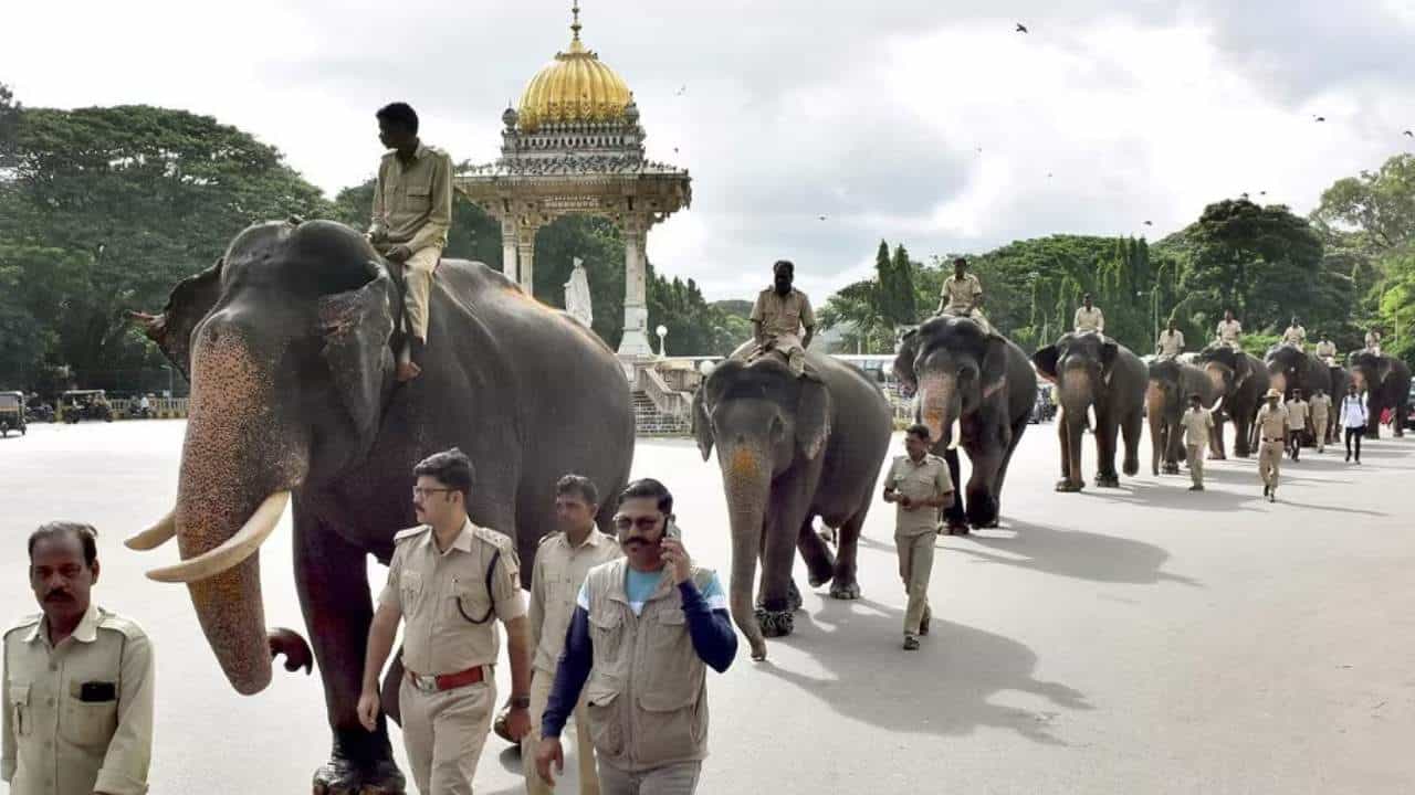 ಮೈಸೂರು ದಸರಾ ಜಂಬೂಸವಾರಿಯಲ್ಲಿ ಪಾಲ್ಗೊಳ್ಳಲಿರುವ 18 ಆನೆಗಳ ಪಟ್ಟಿ ಬಿಡುಗಡೆ ಮೈಸೂರು ದಸರಾ ಜಂಬೂಸವಾರಿಯಲ್ಲಿ ಪಾಲ್ಗೊಳ್ಳಲಿರುವ 18 ಆನೆಗಳ ಪಟ್ಟಿ ಬಿಡುಗಡೆ