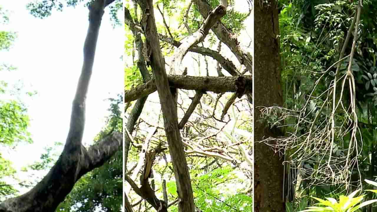 ಬಿಬಿಎಂಪಿ ಪಾರ್ಕ್ನಲ್ಲಿ ಜೀವ ಬಲಿಗಾಗಿ ಕಾದು ಕುಳಿತ ಒಣಗಿದ ಮರಗಳು! ತೆರವಿಗೆ ಸಾರ್ವಜನಿಕರ ಮನವಿ