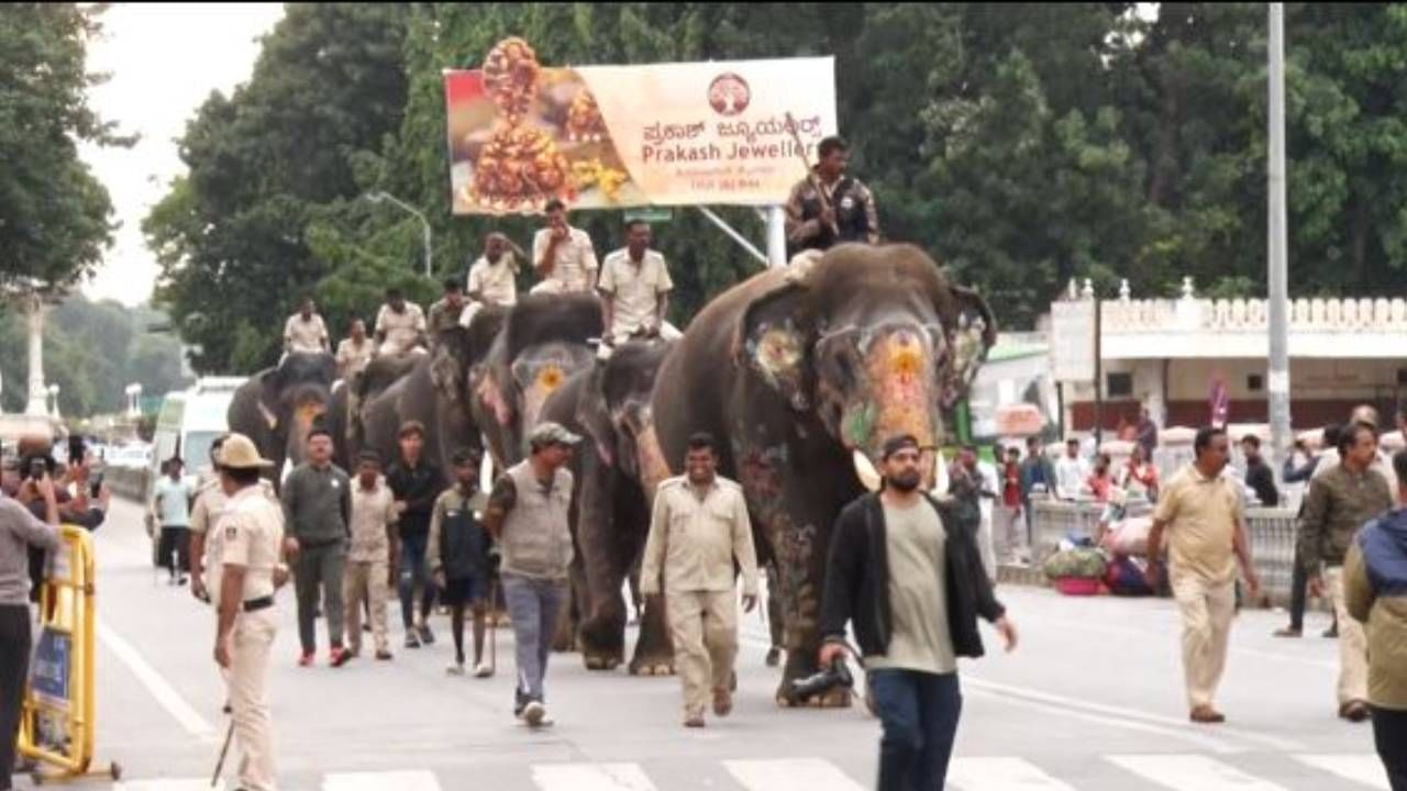 ಮೊದಲ ದಿನವೇ ಸುಮಾರು 5 ಕಿಲೋಮೀಟರ್ ಆನೆಗಳನ್ನು ನಡೆಸಿದ್ದು ಆನೆಗಳಿಗೆ ಕೊಂಚ ಪ್ರಯಾಸ ಅನಿಸಿತು. ಹೀಗಾಗಿ ದಾರಿ ಮಧ್ಯೆ ನಿಂತು ನಿಂತು ಸಾಗಿದವು. ಆನೆಗಳ ಗಜ ಗಾಂಭೀರ್ಯ ನಡಿಗೆಯನ್ನು ಜನರು ಎಂಜಾಯ್ ಮಾಡಿದ್ರು. ಇನ್ನು ಎಲ್ಲಾ ಆನೆಗಳು ಶಿಸ್ತು ಬದ್ದವಾಗಿ ವಾಕಿಂಗ್ ನಡೆಸಿದ್ದು ಅರಣ್ಯ ಇಲಾಖೆ ಅಧಿಕಾರಿಗಳು ಸಿಬ್ಬಂದಿಯ ಖುಷಿಗೆ ಕಾರಣವಾಗಿದೆ. ಒಟ್ಟಾರೆ ನಾಡಹಬ್ಬದ ಕಲರವ ದಿನೇ ದಿನೇ ಕಳೆಗಟ್ಟುತ್ತಿದ್ದು ಈ ಬಾರಿ ಅದ್ದೂರಿ ದಸರಾ ಮಹೋತ್ಸವ ಜರುಗುವುದರಲ್ಲಿ ಯಾವುದೇ ಅನುಮಾನಗಳಿಲ್ಲ.
