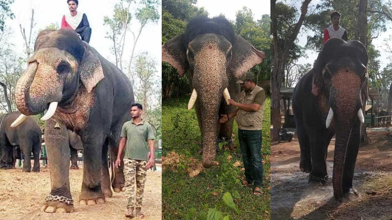 ಅರ್ಜುನನ ಸ್ಥಾನ ತುಂಬಲಿದ್ದಾನೆ ಏಕಲವ್ಯ, ಕಬ್ಬು-ಭತ್ತ ಕದ್ದು ತಿನ್ನಲು ಬಂದವ ಈಗ ದಸರಾ ಫೇವರೇಟ್ ಅರ್ಜುನನ ಸ್ಥಾನ ತುಂಬಲಿದ್ದಾನೆ ಏಕಲವ್ಯ, ಕಬ್ಬು-ಭತ್ತ ಕದ್ದು ತಿನ್ನಲು ಬಂದವ ಈಗ ದಸರಾ ಫೇವರೇಟ್