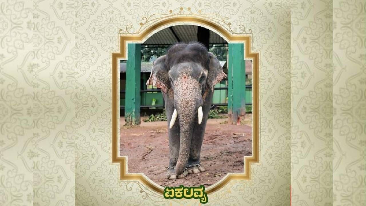 Mysore Dasara 2024: Know the information about Mysore Dsarara Elephants