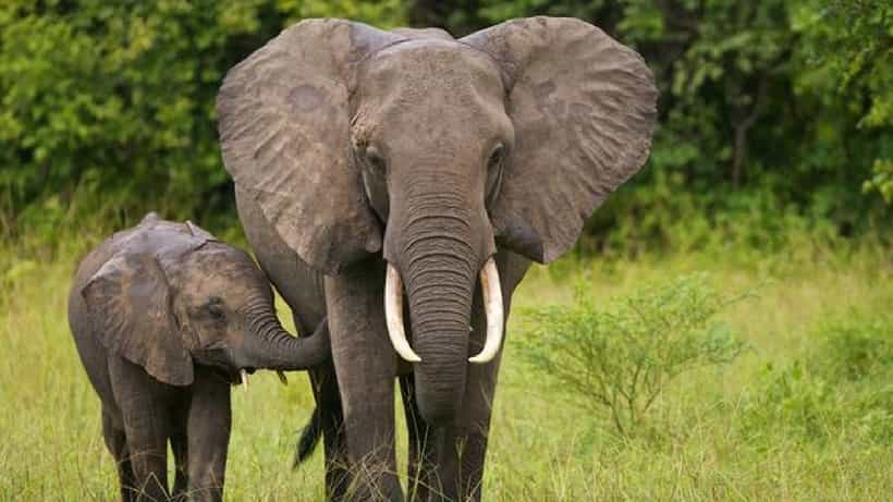 ಛತ್ತೀಸ್ಗಢ: ಕಾಡಾನೆ ದಾಳಿಗೆ ಒಂದೇ ಕುಟುಂಬದ ಮೂವರು ಸೇರಿ ಒಟ್ಟು ನಾಲ್ಕು ಮಂದಿ ಬಲಿ