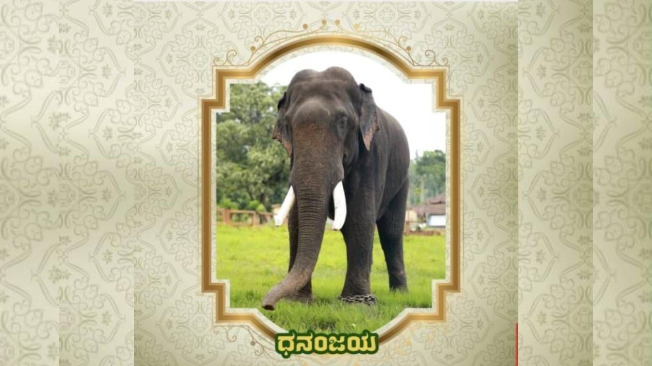 Mysore Dasara 2024: Know the information about Mysore Dsarara Elephants