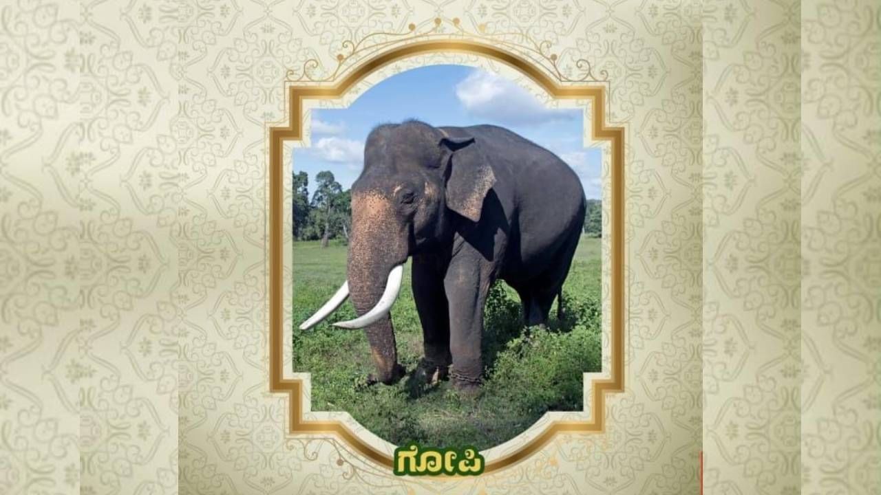 Mysore Dasara 2024: Know the information about Mysore Dsarara Elephants