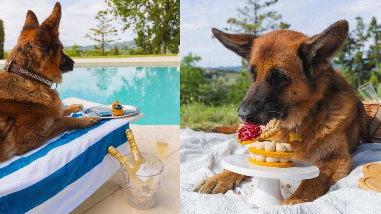 Richest Dog: 3300 ಕೋಟಿಗೂ ಅಧಿಕ ಆಸ್ತಿ ಹೊಂದಿರುವ ವಿಶ್ವದ ಶ್ರೀಮಂತ ಶ್ವಾನವಿದು Richest Dog: 3300 ಕೋಟಿಗೂ ಅಧಿಕ ಆಸ್ತಿ ಹೊಂದಿರುವ ವಿಶ್ವದ ಶ್ರೀಮಂತ ಶ್ವಾನವಿದು