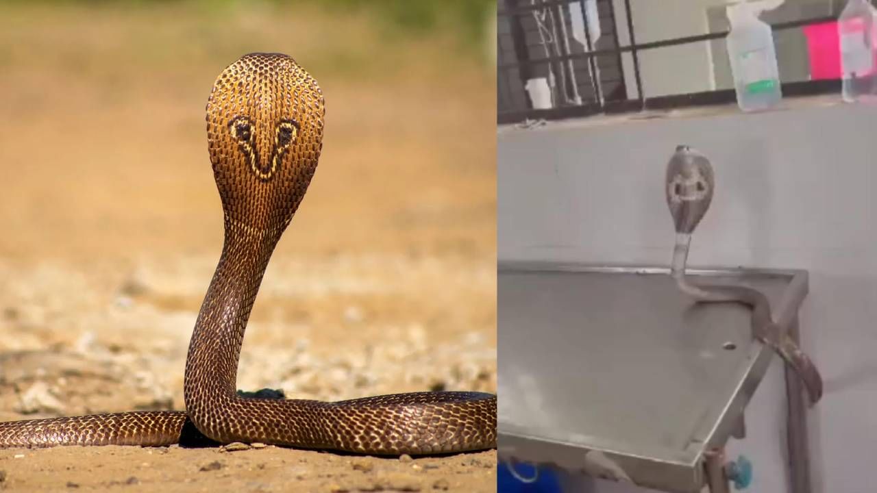 Haveri veterinary doctor made operation to snake Haveri News in Kannada  