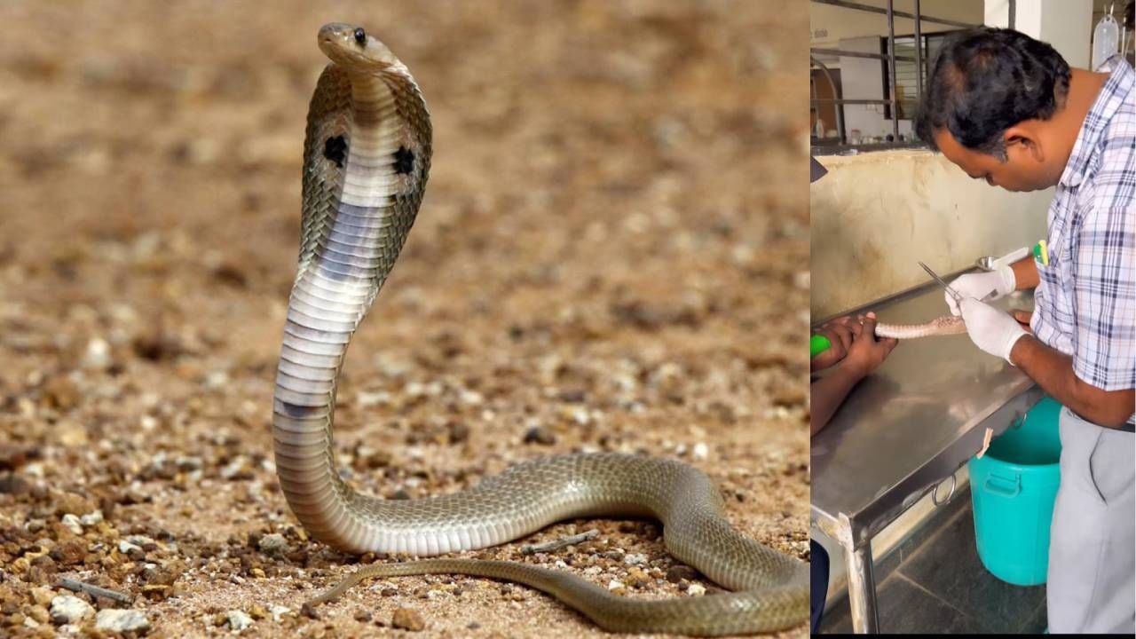 Haveri veterinary doctor made operation to snake Haveri News in Kannada  