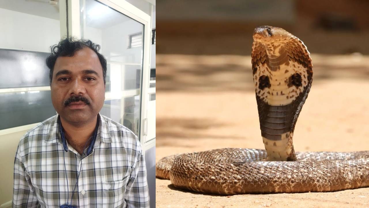 Haveri veterinary doctor made operation to snake Haveri News in Kannada  