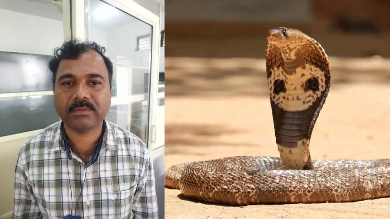 Haveri veterinary doctor made operation to snake Haveri News in Kannada