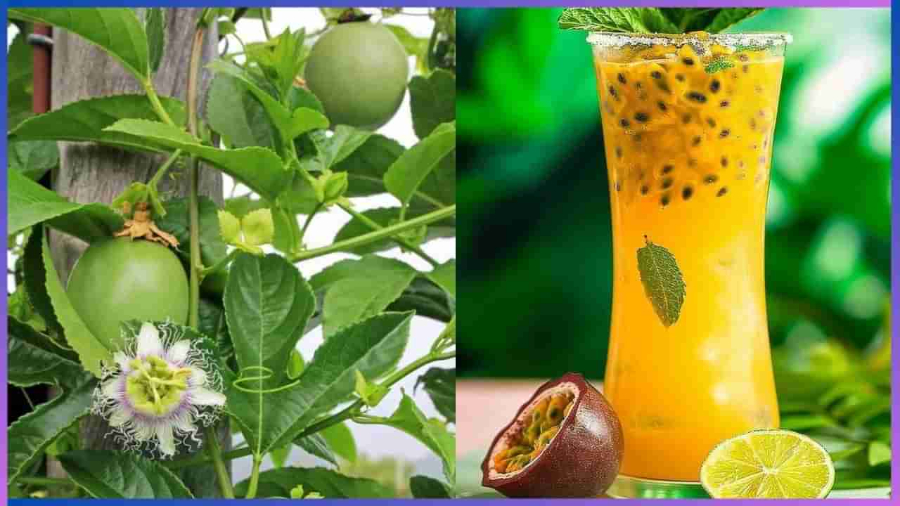 Passion Fruit Benefits: ಈ ಹಣ್ಣು ಸೇವನೆ ಮಾಡಿ ಎಲ್ಲಾ ಕಾಯಿಲೆಗೂ ಗುಡ್ ಬೈ ಹೇಳಿ