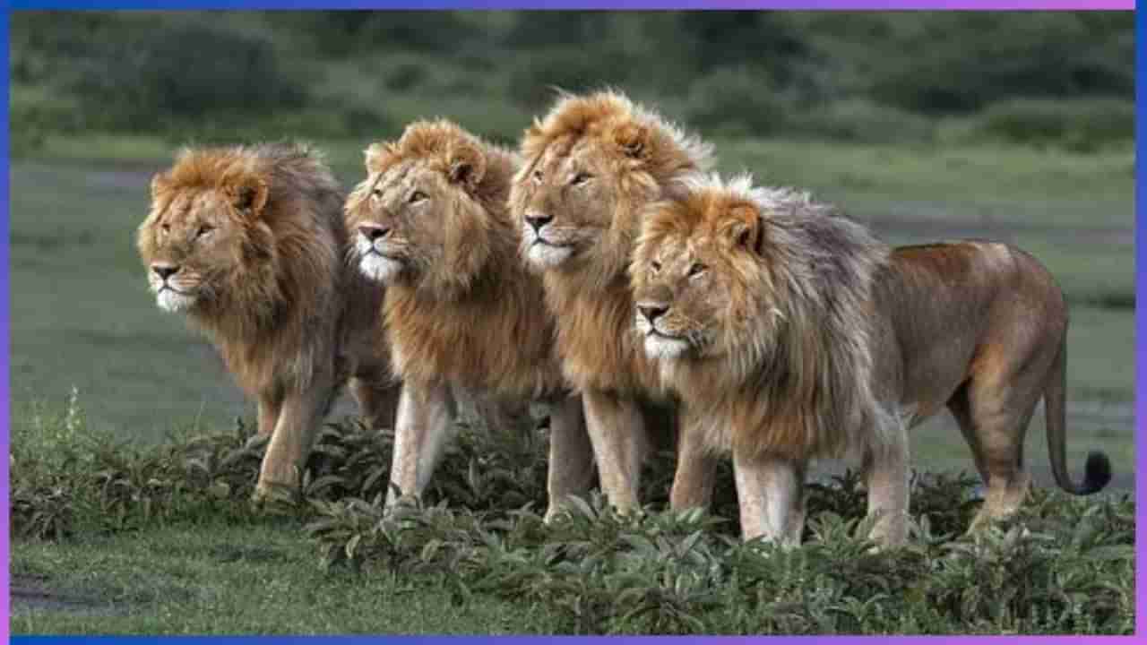 World Lion Day 2024: ಸಿಂಹದ ಬಗ್ಗೆ ನೀವು ತಿಳಿಯಬೇಕಾದ ವಿಷಯಗಳಿವು