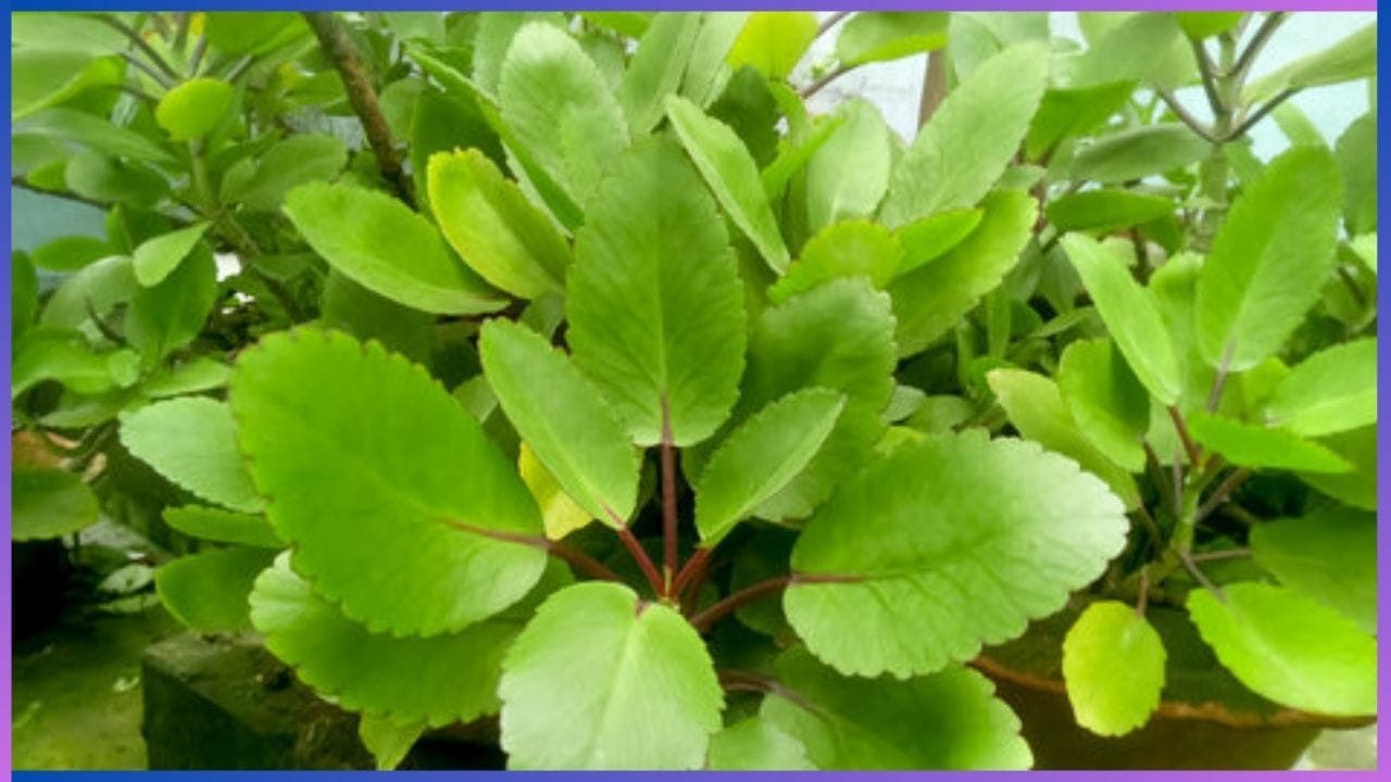 Miracle Plant ಕಾಡು ಬಸಳೆಯನ್ನು ಈ ರೀತಿ ಸೇವನೆ ಮಾಡಿದರೆ ಯೋನಿ ಸಮಸ್ಯೆ