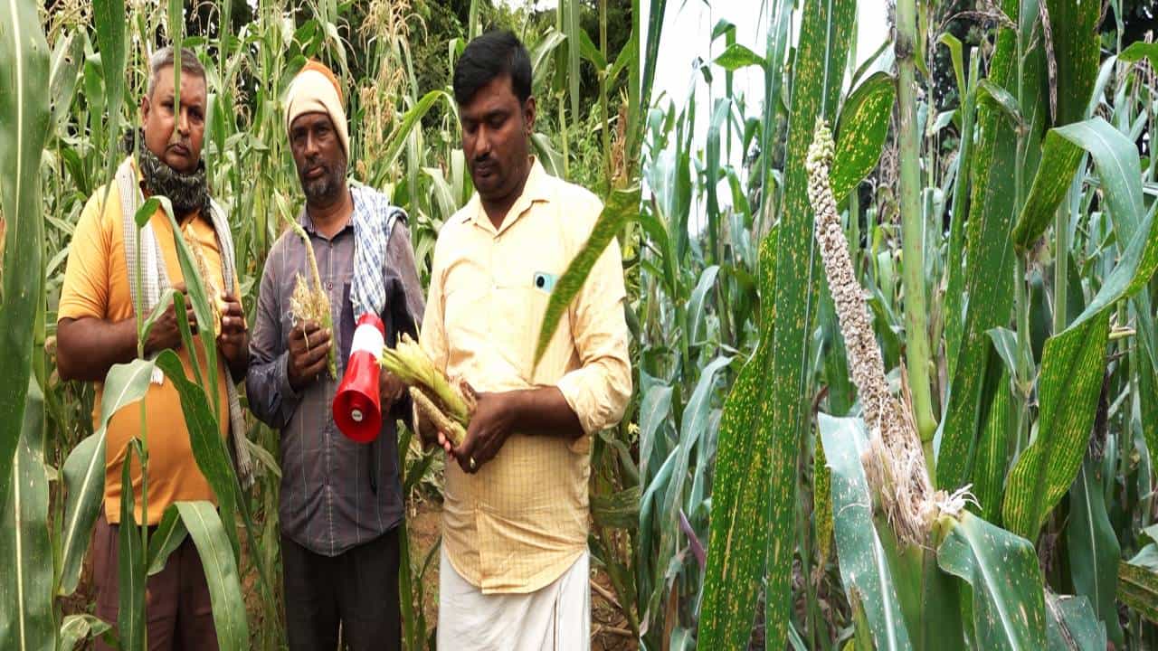ದಾವಣಗೆರೆ: ಪಾಪ್ಕಾರ್ನ್ ಮೆಕ್ಕೆಜೋಳಕ್ಕೆ ಗಿಳಿಗಳ ಕಾಟ; ಕಂಗಾಲಾದ ರೈತ ದಾವಣಗೆರೆ: ಪಾಪ್ಕಾರ್ನ್ ಮೆಕ್ಕೆಜೋಳಕ್ಕೆ ಗಿಳಿಗಳ ಕಾಟ; ಕಂಗಾಲಾದ ರೈತ