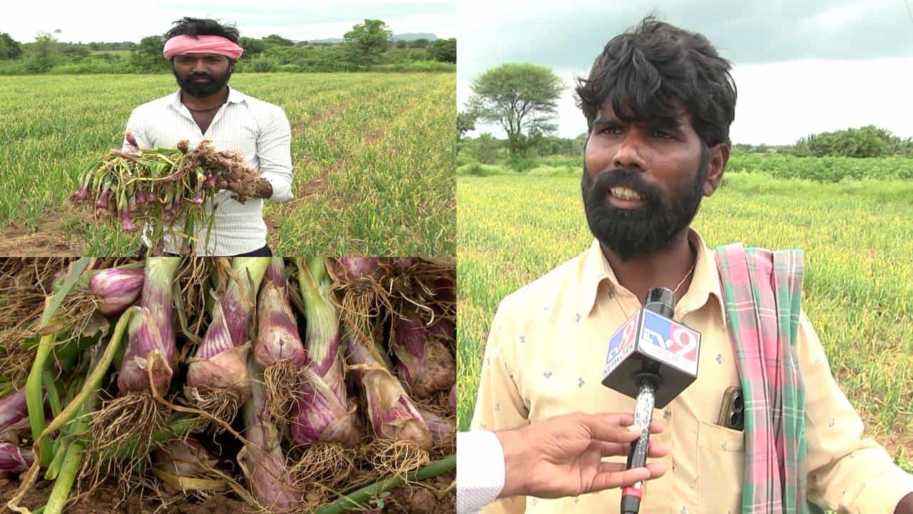 ರೈತನ ಕಣ್ಣಲ್ಲಿ ನೀರು ತರಿಸಿದ ಈರುಳ್ಳಿ; ಖಾಸಗಿ ಕಂಪನಿಯ ಔಷಧಿ ಸಿಂಪಡಿಸಿ ಬೆಳೆ ಕಳೆದುಕೊಂಡ ಅನ್ನದಾತ ರೈತನ ಕಣ್ಣಲ್ಲಿ ನೀರು ತರಿಸಿದ ಈರುಳ್ಳಿ; ಖಾಸಗಿ ಕಂಪನಿಯ ಔಷಧಿ ಸಿಂಪಡಿಸಿ ಬೆಳೆ ಕಳೆದುಕೊಂಡ ಅನ್ನದಾತ