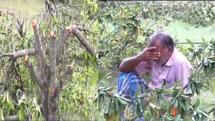 ದಾಯಾದಿಗಳ ನಡುವೆ ಜಮೀನು ಕಲಹ; 20 ವರ್ಷ ಹಳೆಯ ಸಪೋಟ ಮರಗಳ ನಾಶ ದಾಯಾದಿಗಳ ನಡುವೆ ಜಮೀನು ಕಲಹ; 20 ವರ್ಷ ಹಳೆಯ ಸಪೋಟ ಮರಗಳ ನಾಶ
