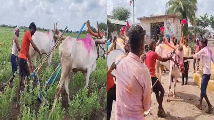 ಎತ್ತುಗಳಿಂದ 6 ಗಂಟೆಯಲ್ಲೇ 28 ಎಕರೆ ಜಮೀನಿನಲ್ಲಿ ಕುಂಟೆ ಹೊಡೆದು ಸಾಧನೆ ಎತ್ತುಗಳಿಂದ 6 ಗಂಟೆಯಲ್ಲೇ 28 ಎಕರೆ ಜಮೀನಿನಲ್ಲಿ ಕುಂಟೆ ಹೊಡೆದು ಸಾಧನೆ