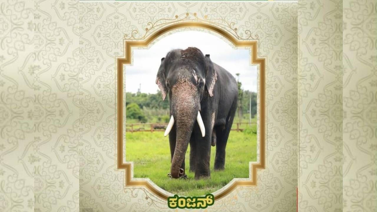 Mysore Dasara 2024: Know the information about Mysore Dsarara Elephants